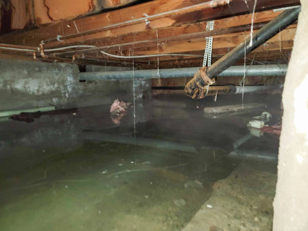 Best Local water damage restoration  in North Springfield, VA